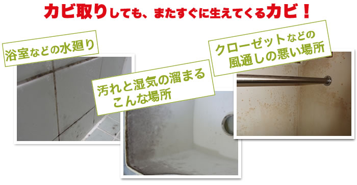 カビ取りしても、またすぐに生えてくるカビ！
